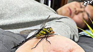 Introducing the man who lives with Dragon fly!