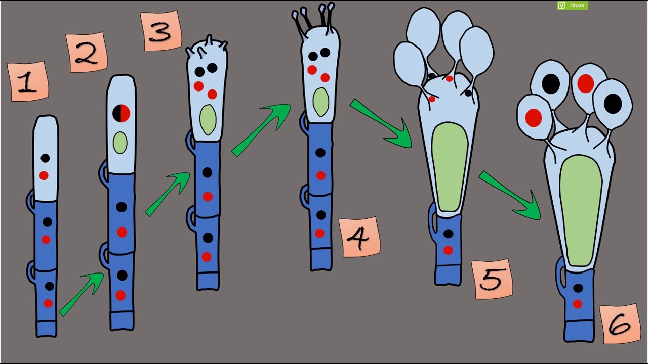 Formation of Basidiospores (التكاثر في الفطريات البازيدية)