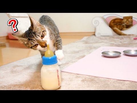 まるで赤ちゃんのようにミルクに食いつく子猫と先住猫がこちら！