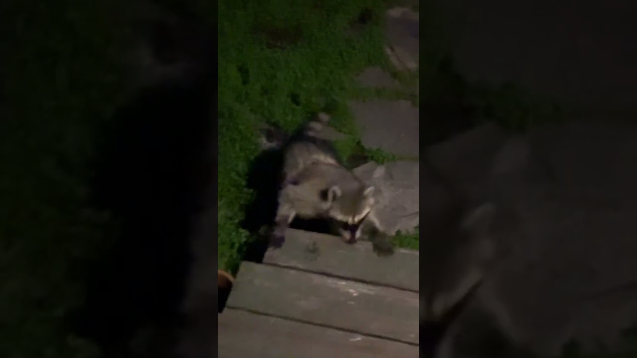 Raccoon Tries To Enter My House Shorts