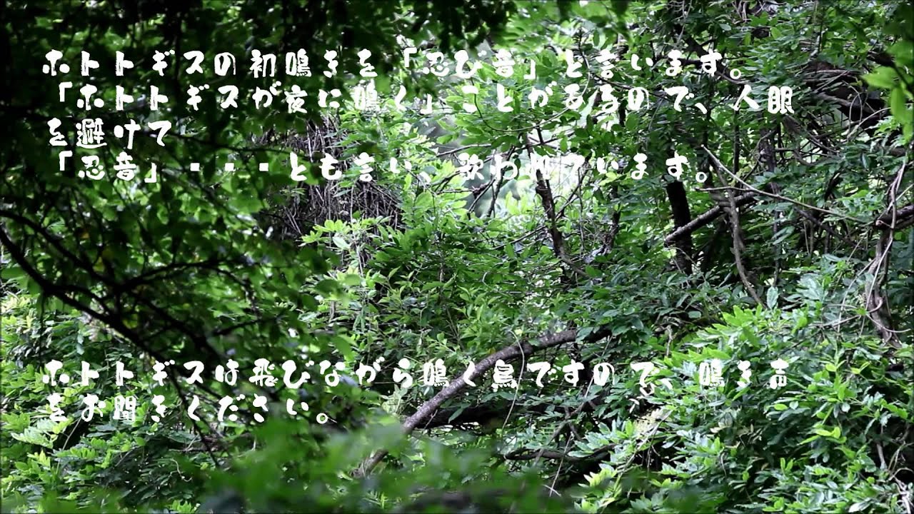 ホトトギスの鳴き声 Youtube ホトトギスの鳴き声 Youtube