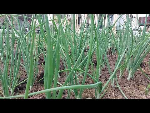 Video: Thrips cibuľová: Príčina zvlnenia cibuľových listov