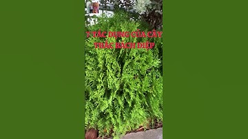 7 Tác Dụng Của Cây Trắc Bách Diệp #nhacthien #tintuc #thaoduoc