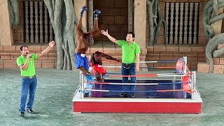 Funny Monkey Show - Orangutan Monkey Boxing | Phnom Penh Safari Cambodia