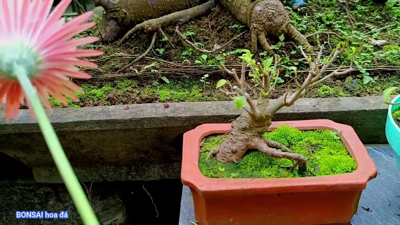 VƯỜN CÂY BỎ BÊ GẦN 40 NĂM - GIỜ THẤY TIẾC QUAY LẠI SỬA SAI - BONSAI hoa đá,,,,,