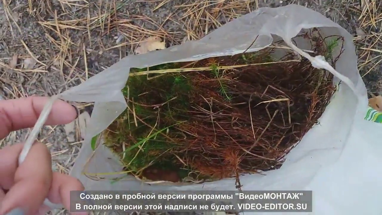 Лес дача ока