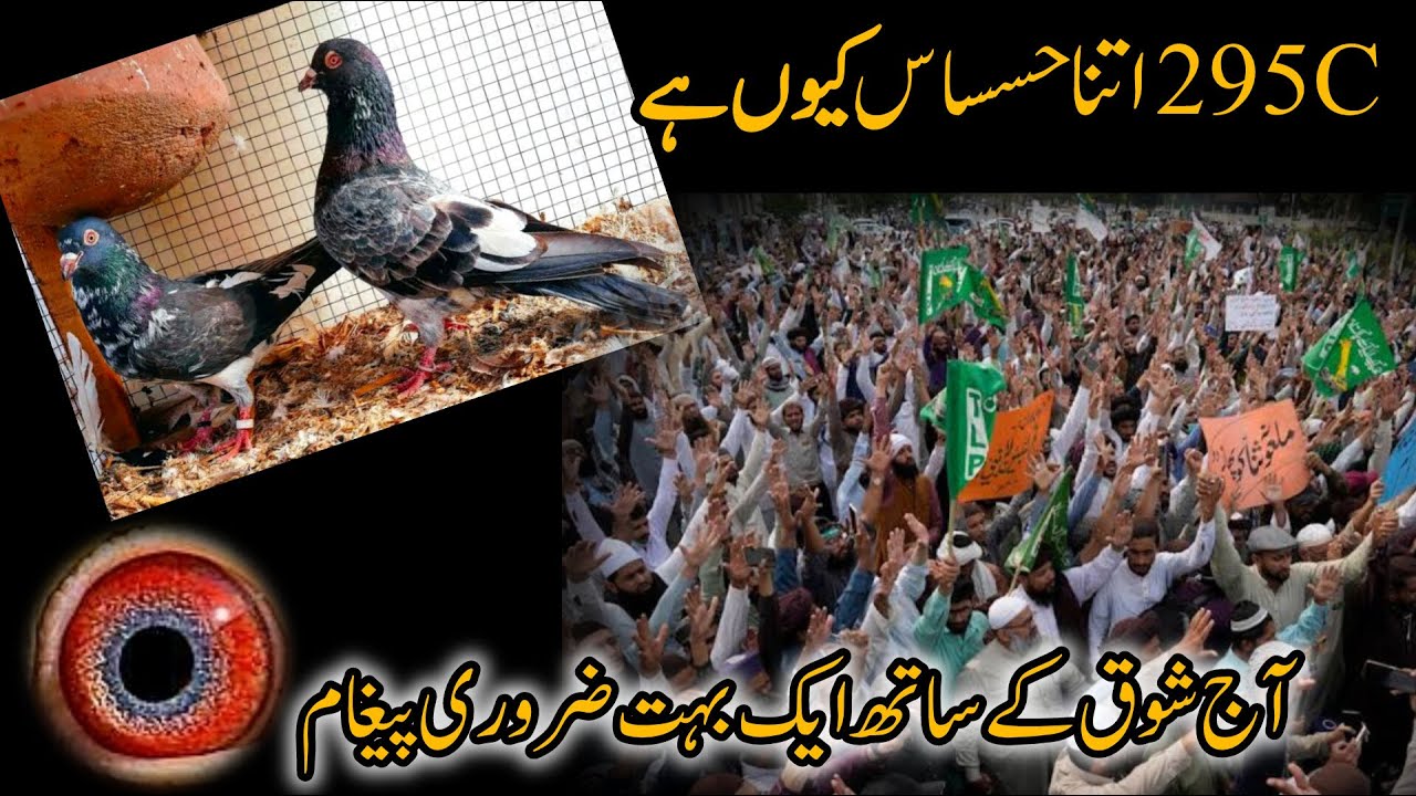 Dub Wale kabootar || Article 295c Ki mamla Kia hai?