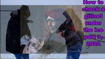 How to check a gillnet under the ice part 3, 2022