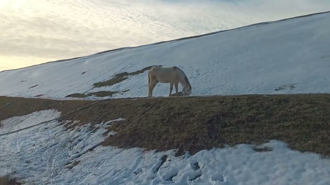 Grey horse 🐎 grazes on a snow-covered balcony / Серая лошадь 🐴 пасётся на заснеженном балкончике
