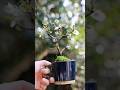 桜のマグカップミニ盆栽の開花 #bonsai #盆栽