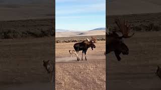 Wolfpack - Full Scale Attack