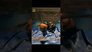 😱 Kill This Insect Immediately!