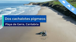 Varan dos cachalotes pigmeos en playa de Gerra, Cantabria.