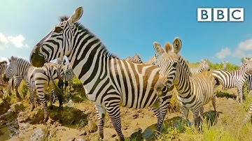 Mother zebra and her foal make dangerous river crossing | Serengeti II - BBC