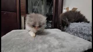 Day 45. kittens A & B. 05.15.2024. by Tomsel Travels 116 views 13 days ago 1 minute, 49 seconds