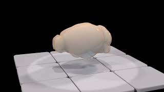 Preparing a mouse brain for imaging long-range projection neurons