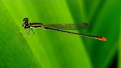 Cách Bắt Chuồn Chuồn Kim Trò Chơi Tuổi Thơ Ở Quê Tôi