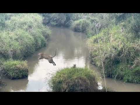 Leopard With Cubs In Maasai Mara Kenya 