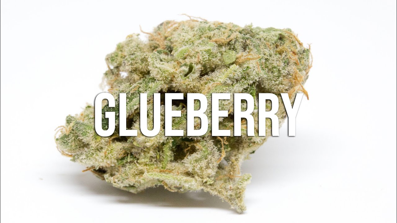 Glueberry OG Cannabis Strain Review - This Will Put You on our A$$!