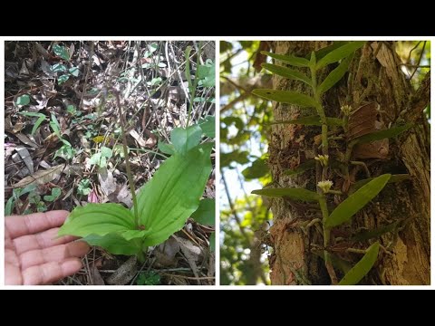 Vídeo: Onde As Mais Belas Orquídeas Crescem Na Natureza