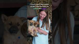 Desperate Mama Dog Asked us to Save her Puppies #animalrescue #puppy #dog #shorts