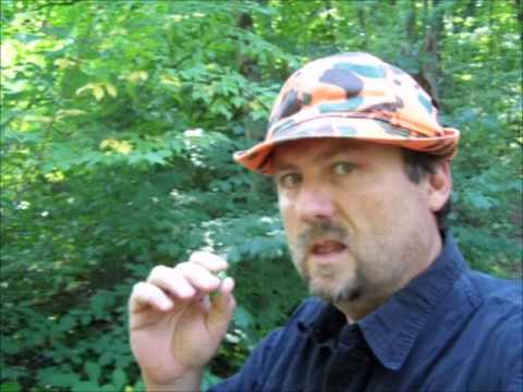 فيديو: ما هو Spicebush - معلومات حول كيفية زراعة Spicebush في الحدائق