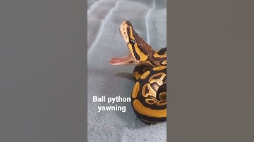 ball python yawning