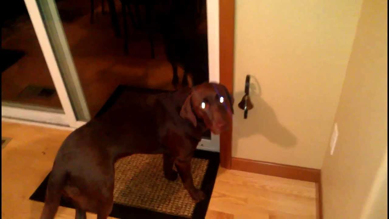 Ginger Rings The Bell To Go Outside - YouTube