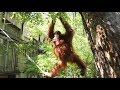 Как Дана в пищалку научилась пищать :) Орангутан. Тайган. Orangutan Dan. Taigan.