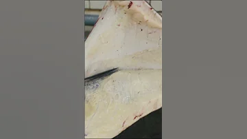 Skinning A Beef With MontanaKnifeCompany Shorts 