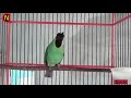 Burung Cucak Ijo Super Ngancorr Suara Masteran Juara Cucak Ijo Asli Sumatra Mp3 - Mp4 Download