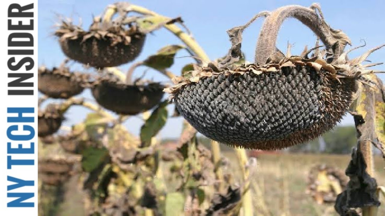 Sunflower Harvesting Machine - How to harvest and processing sunflower seeds | NY Tech Insider