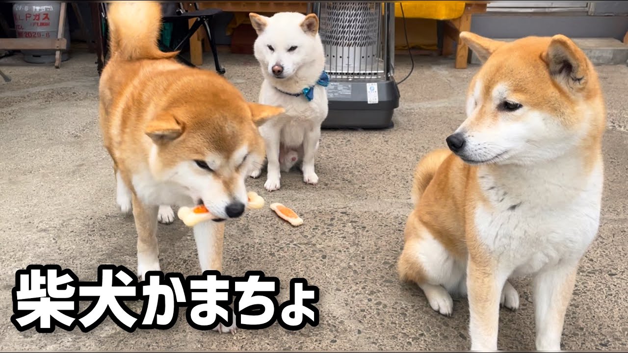 柴犬のクール＆かまってちゃんは人の心をくすぐる天才かよw