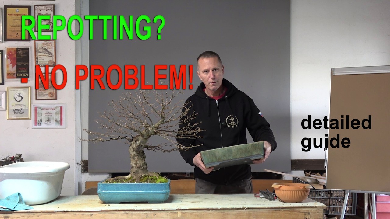 Repotting - a detailed guide on how to repot a bonsai