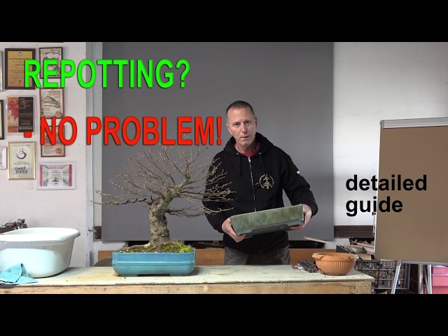 happyseed bonsai Bonsai Starter Kit Anzuchtset inkl. GRATIS eBook