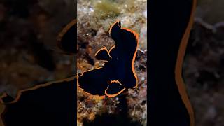 Batfish Marine Fish Az Fancy Birds