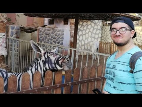 Vídeo: Zoológico Do Cairo é Acusado De Pintar Um Burro Com Listras De Zebra