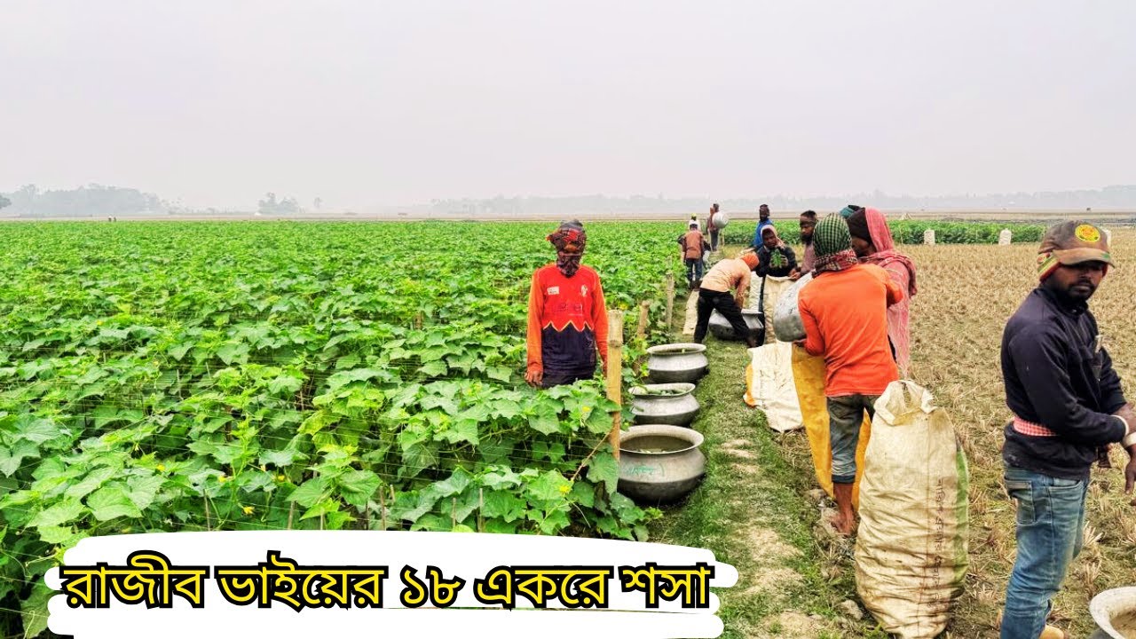 চাষিদের জন্য অনুপ্রেরণা: রাজীব ভাইয়ের ২০ একরে শসা চাষ || cultivation cucumber.