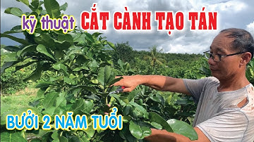 Kỹ thuật cắt cành tạo tán bưởi da xanh 2 năm tuổi | Nông Nghiệp Xanh
