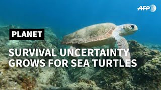 From the Mediterranean's biggest nesting ground, turtles swim to uncertain future | AFP