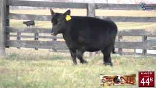 Maple Leaf Farm - The One Sale - Lot 44B