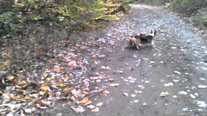 Corgwn playing