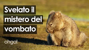 Perché il vombato fa la cacca quadrata?