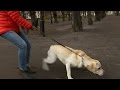 Slutprov för skolhunden Moltas - Nyhetsmorgon (TV4)