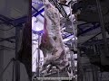 Unusual Tool Machine That Splits Beef Carcass With Clean Control