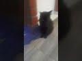 el gato negro