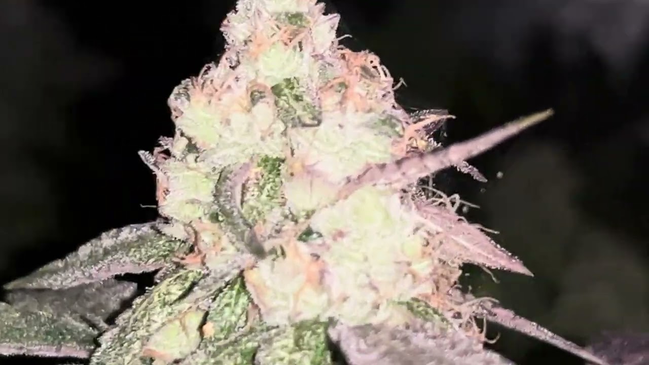 4k60fps 10x10 organic grow in the Den 2/6 4k