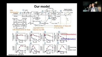 SORS/WomenInBSC: Multi-scale cancer signaling network modeling using natural language processing