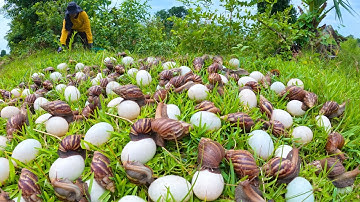 wow wow unique - Harvest a lot of snail and eggs under grass at field by hand a female farmer
