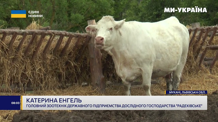 Елітне поголів'я корів породи "Шароле" евакуювали з прифронтової Харківщини на Львівщину